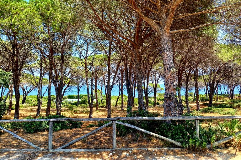 Pinienwald Baia Sant'Anna